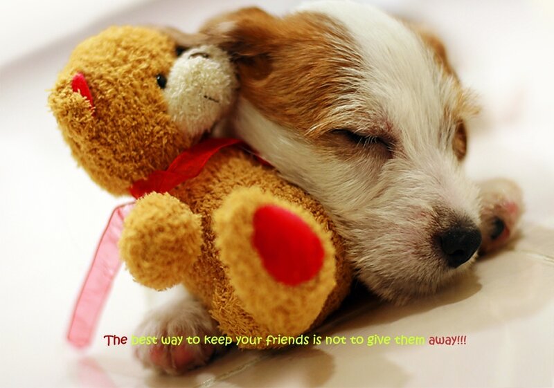 Sleeping Puppy with Teddy Bear — White