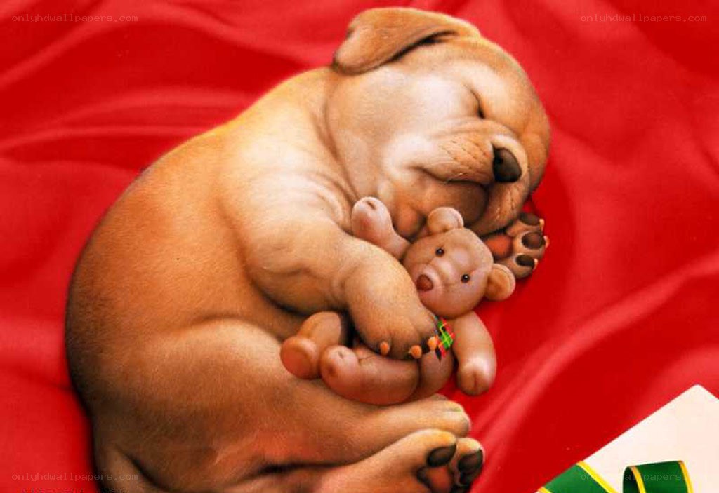 Sleeping puppy with teddy bear
