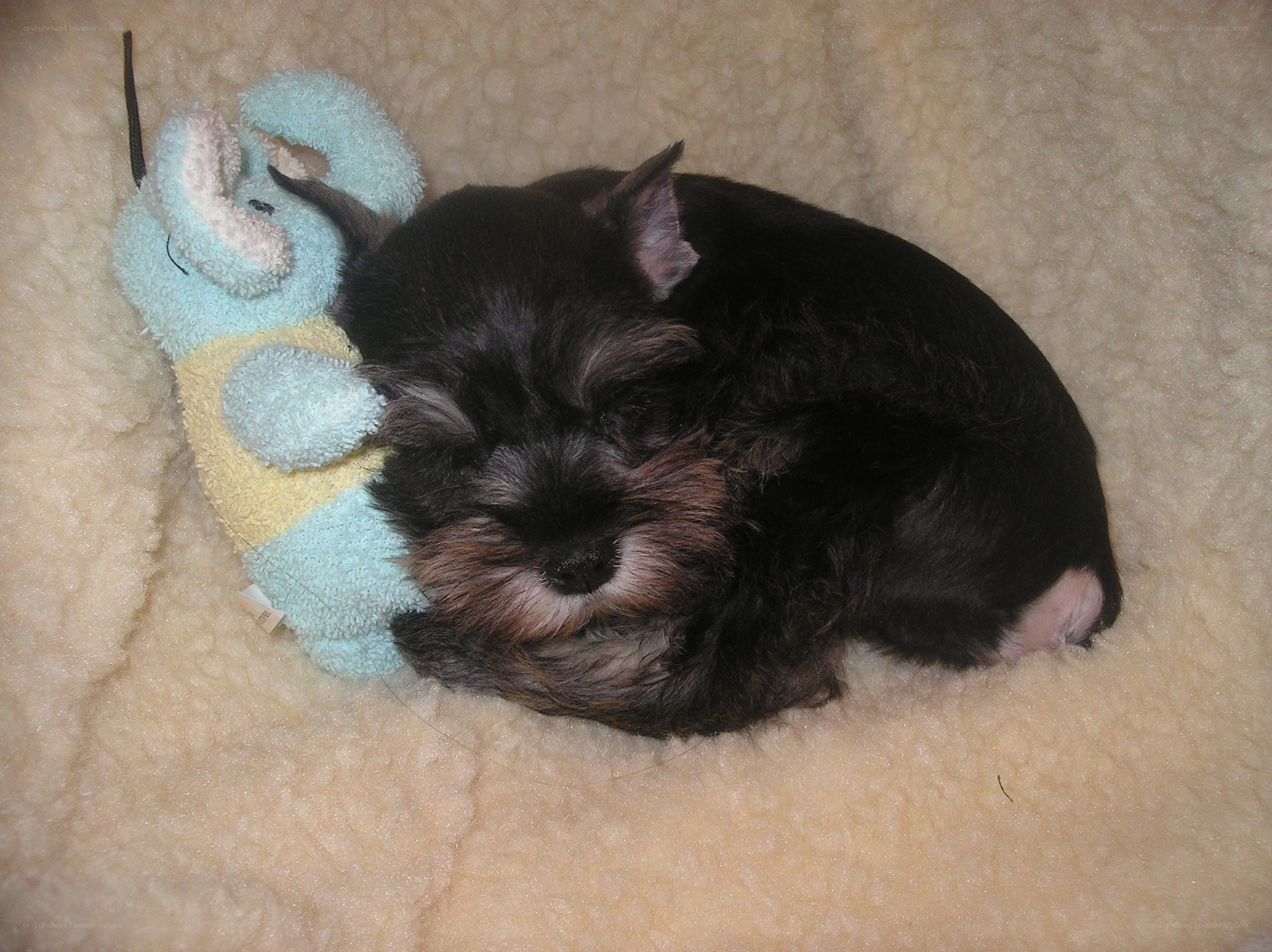 Sleeping puppy with toy
