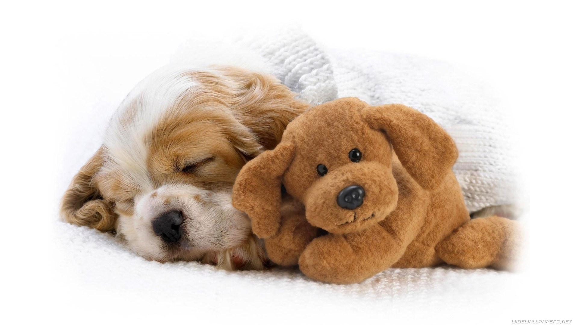 Sleeping puppy with toy