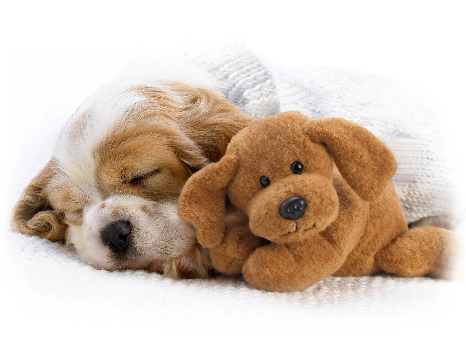 Sleeping puppy with toy