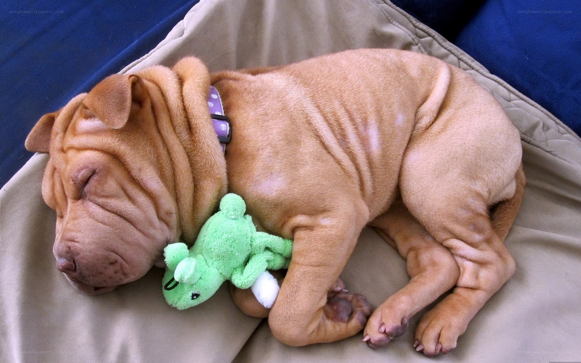 Sleeping puppy with toy