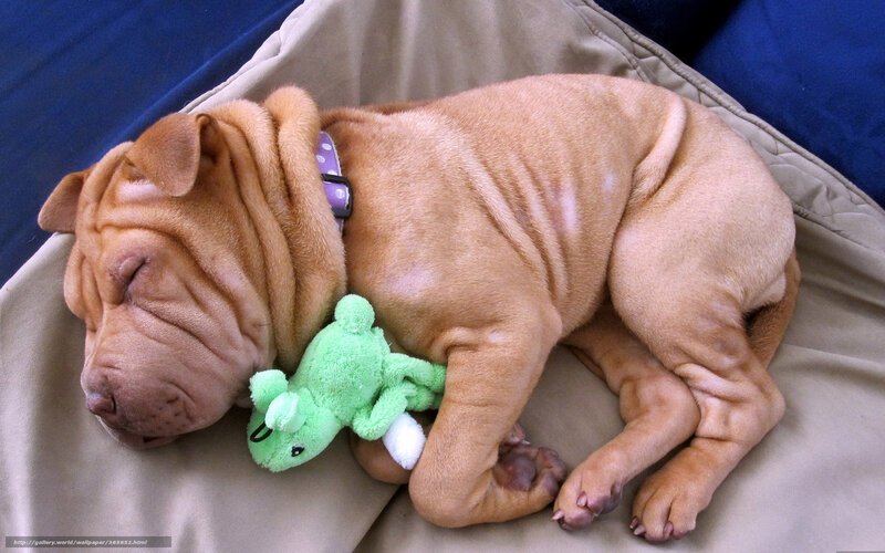 Sleeping puppy with toy