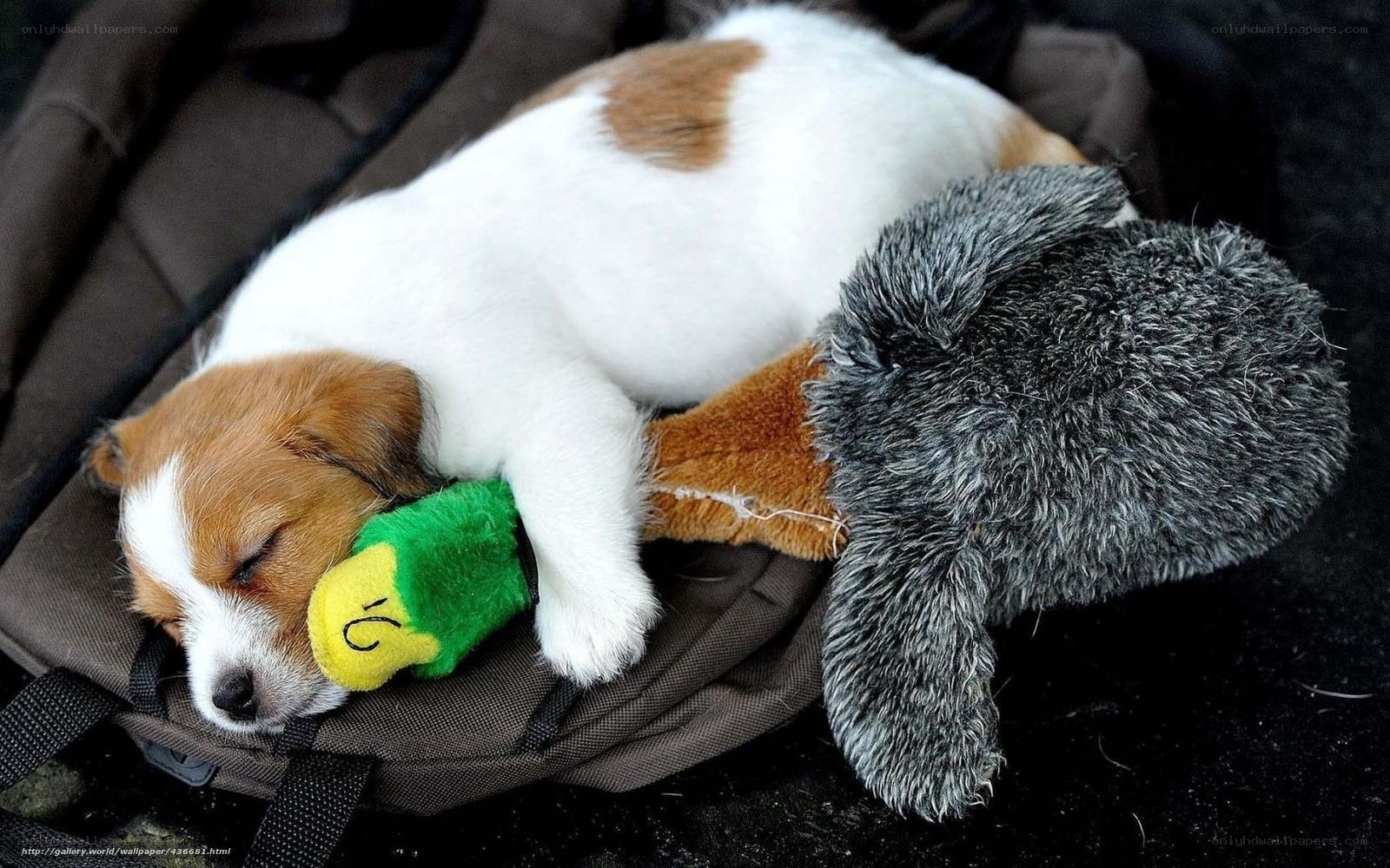 Sleeping puppy with toy
