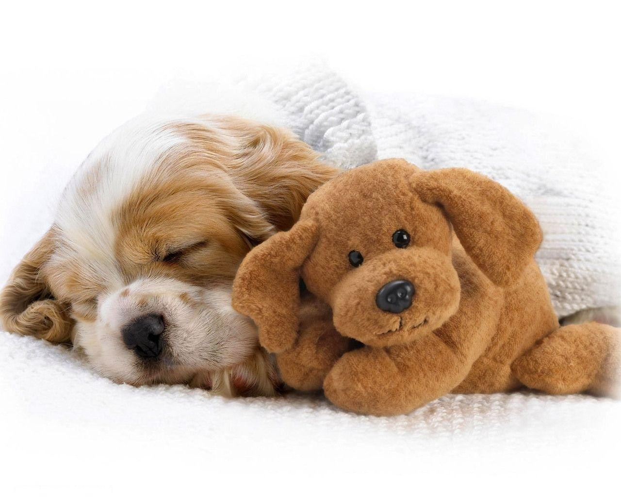 Sleeping puppy with toy