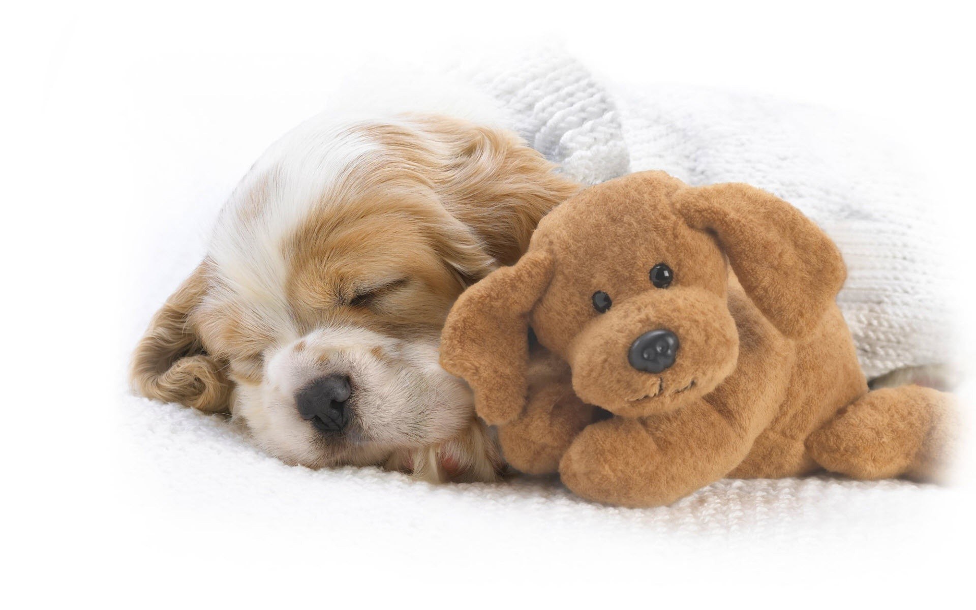 Sleeping puppy with toy