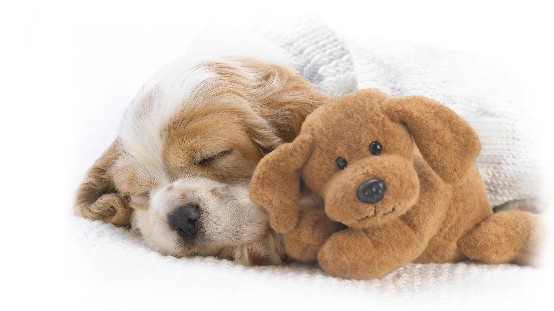 Sleeping puppy with toy