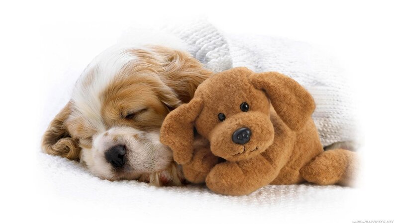 Sleeping Puppy with Toy — Blanket