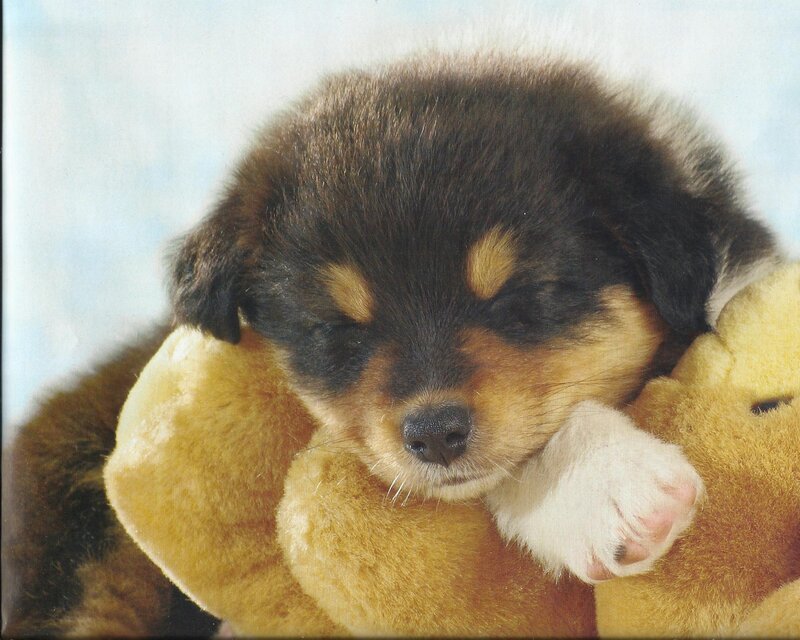 Sleeping Puppy with Toy — Brown