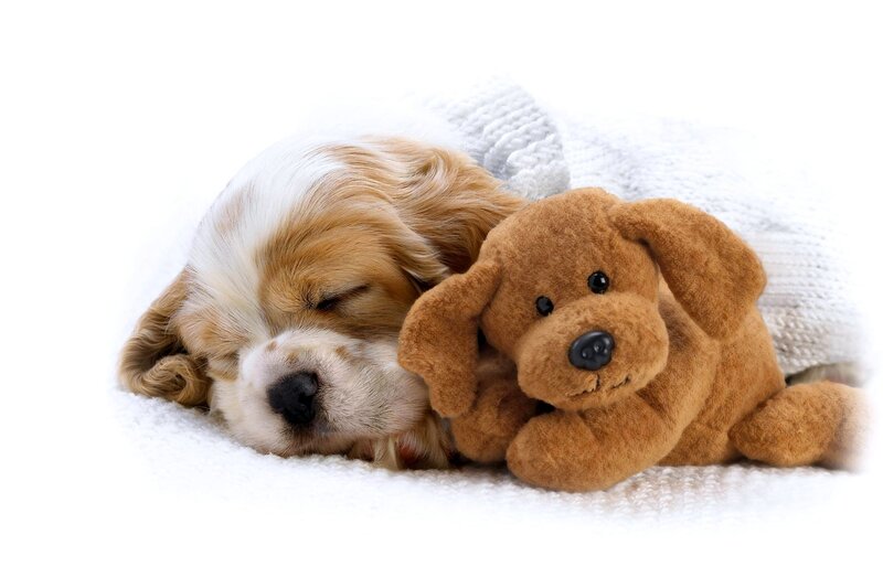 Sleeping Puppy with Toy — White, Peaceful, Photograph, Toy Dog, Blanket