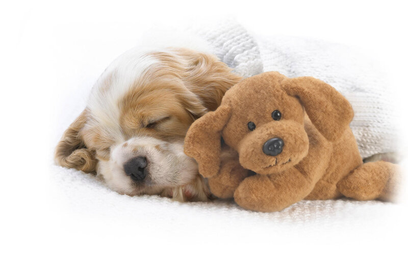 Sleeping Puppy with Toy — White, Peaceful