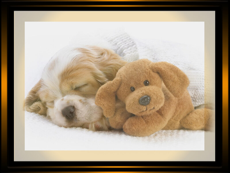 Sleeping Puppy with Toy — White