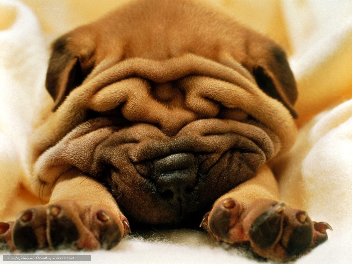Sleeping puppy with wrinkled face