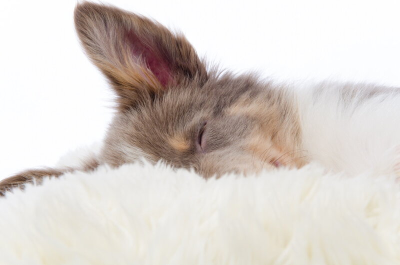 Sleeping Rabbit