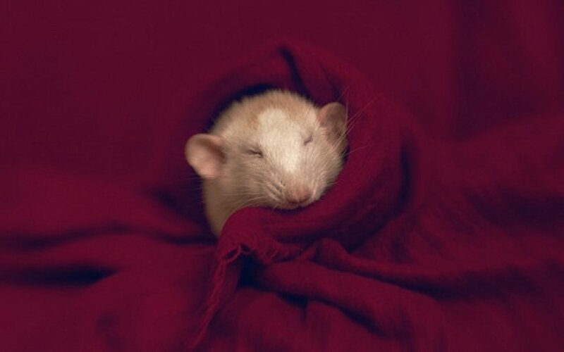 Sleeping Rat in Blanket