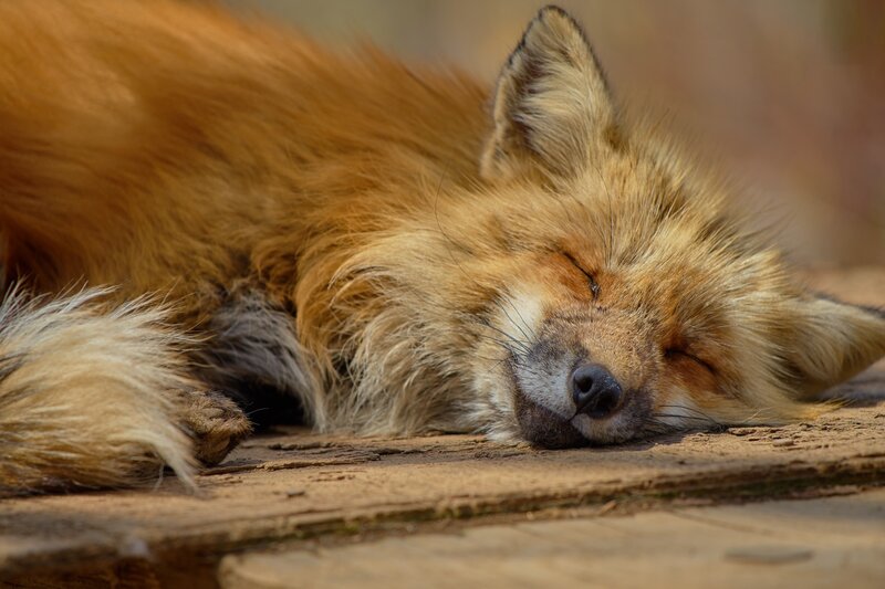 Sleeping red fox