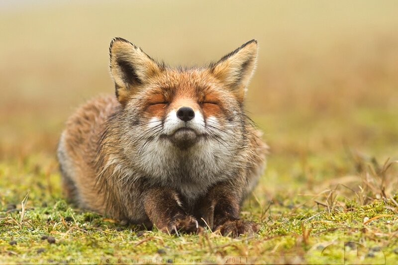 Sleeping Red Fox — Brown, Peaceful, Afternoon
