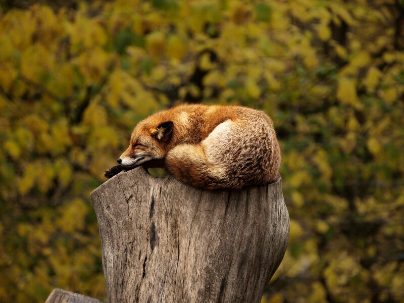 Sleeping Red Fox — Brown, Serene