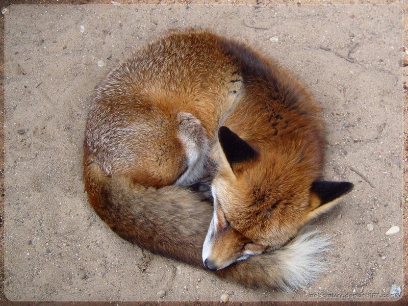 Sleeping Red Fox — Brown