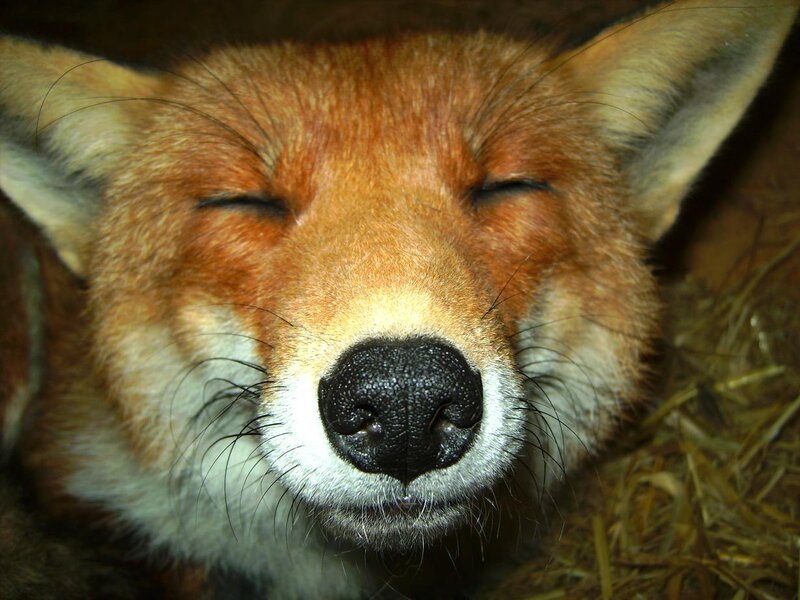 sleeping red fox close-up
