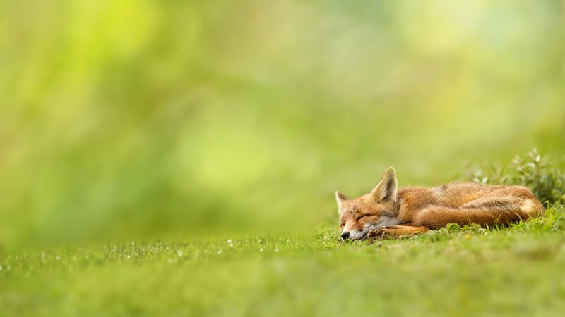 Sleeping Red Fox — Green, Serene, Morning, Photograph