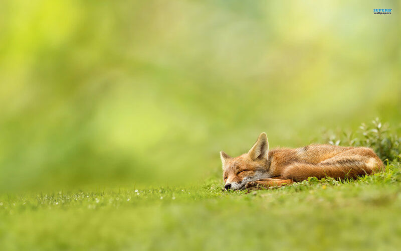 Sleeping Red Fox — Green, Serene, Morning