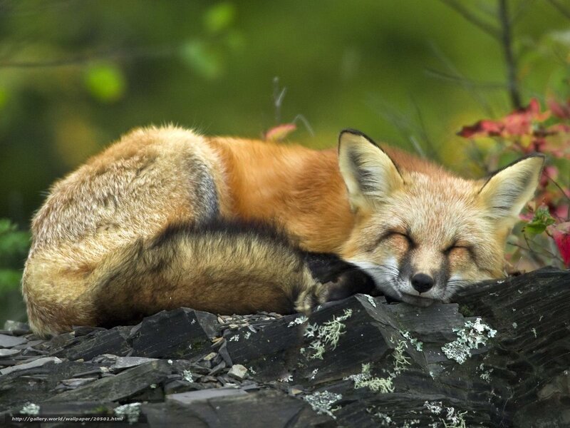 Sleeping red fox in forest