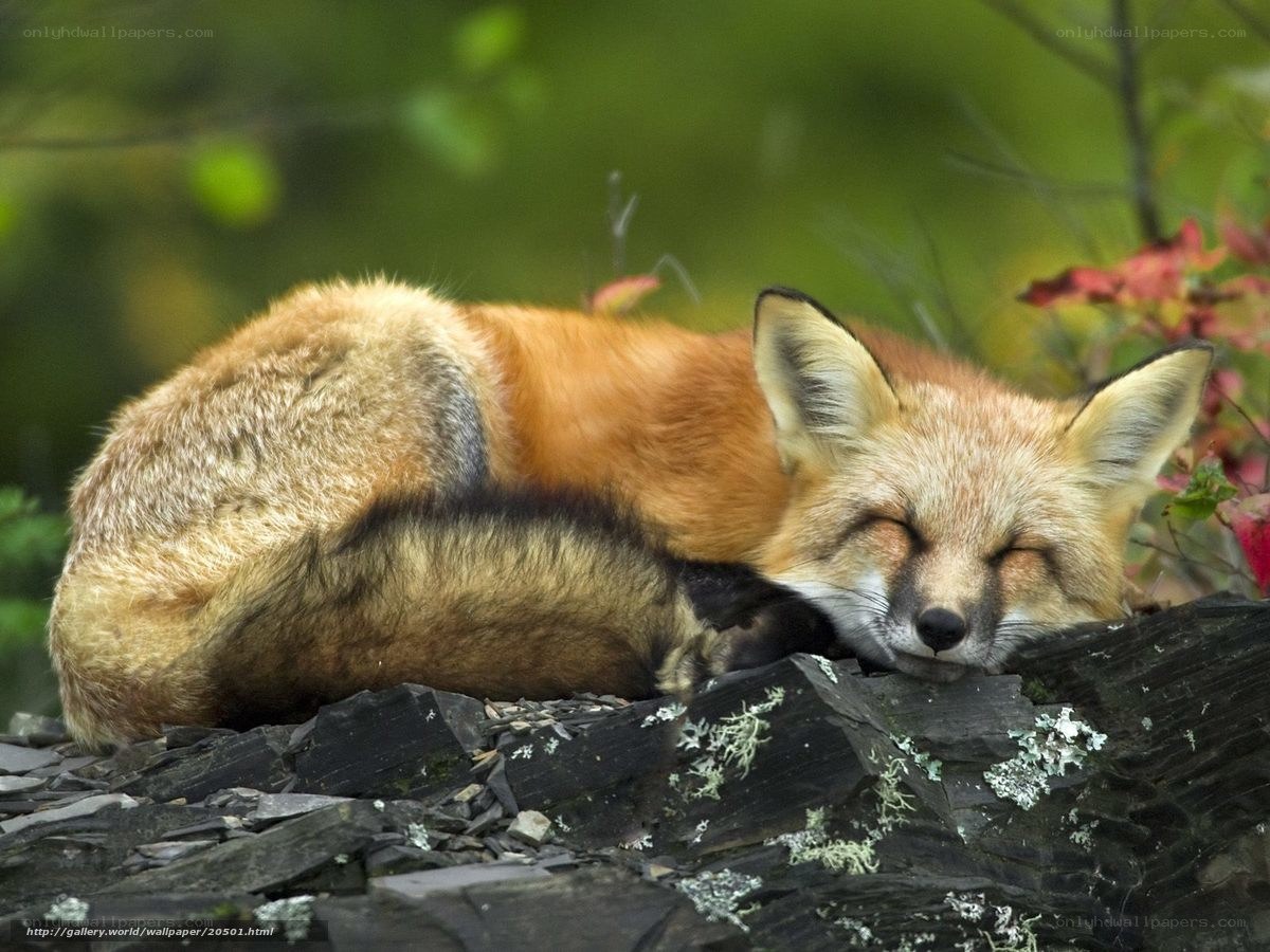 Sleeping red fox in forest