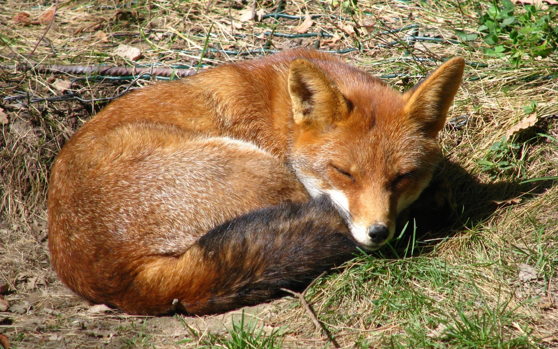 Sleeping red fox in grass