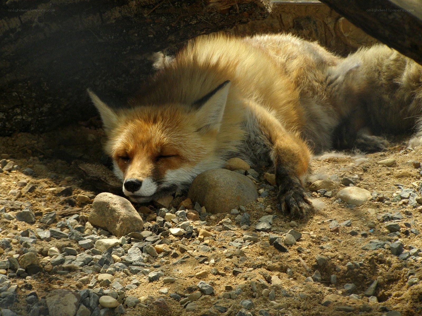 Sleeping red fox in shade