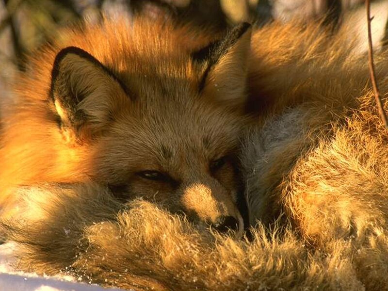 Sleeping red fox in sunlight