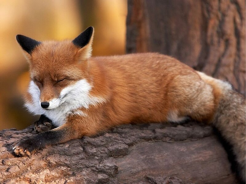 Sleeping red fox on log