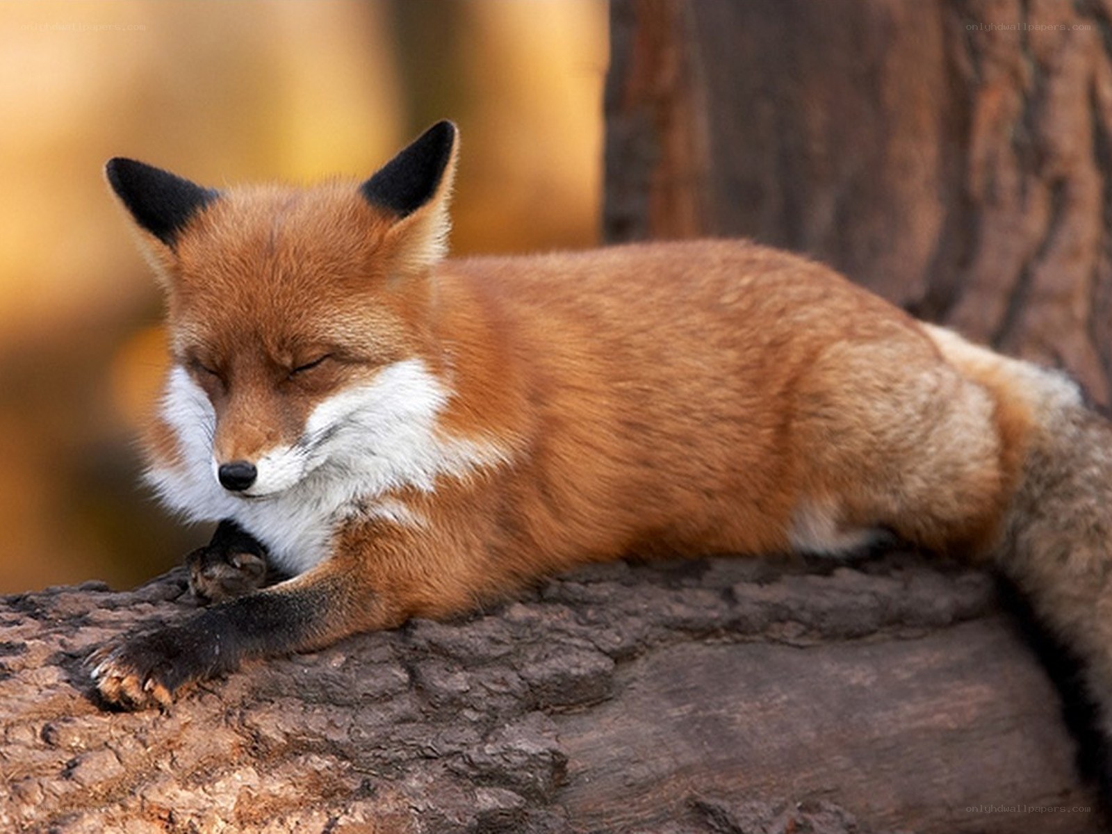 Sleeping red fox on log