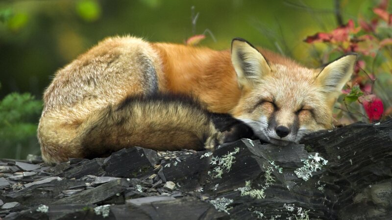 Sleeping red fox on rocks