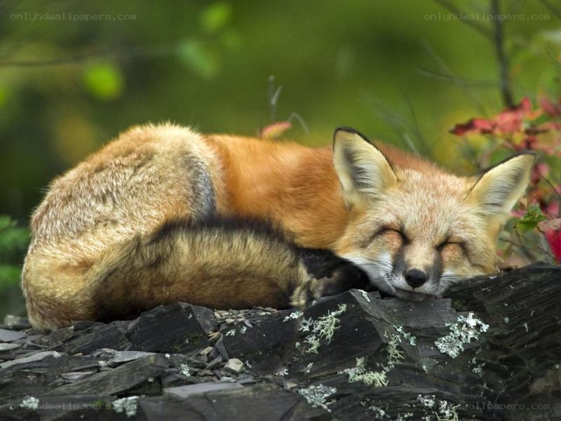 Sleeping red fox on rocks