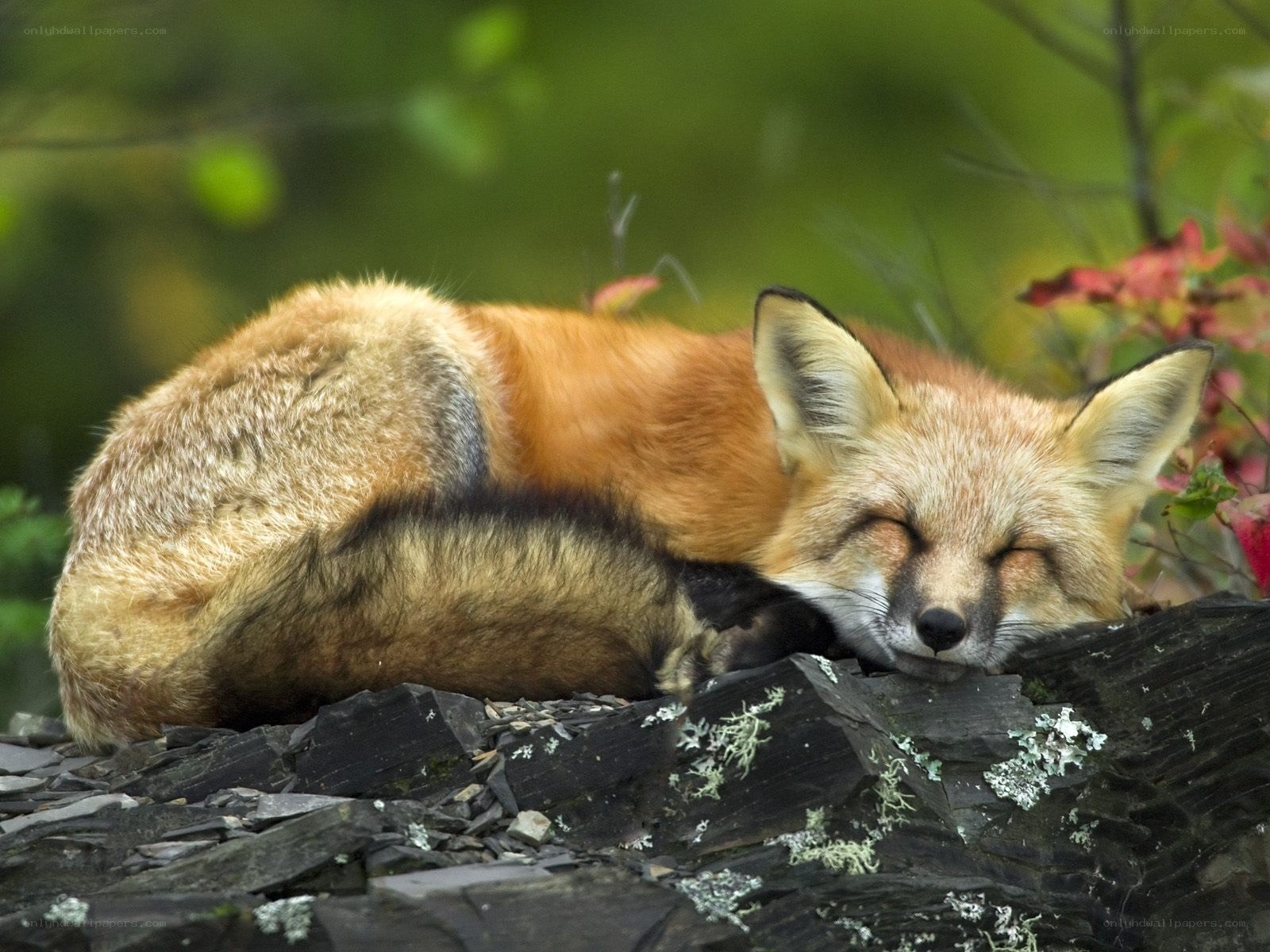 Sleeping red fox on rocks