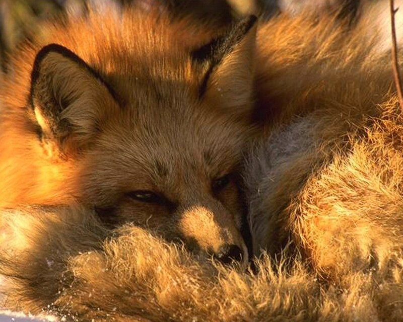 Sleeping Red Fox — Orange, Calm
