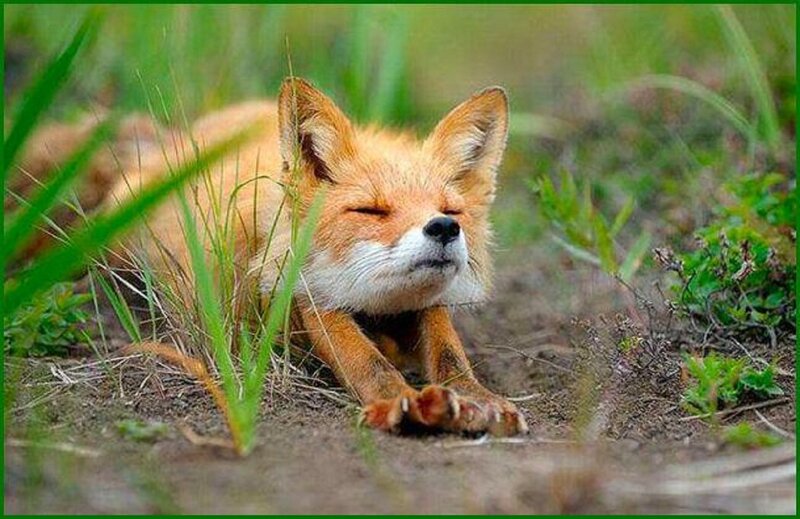 Sleeping Red Fox — Orange, Peaceful, Afternoon
