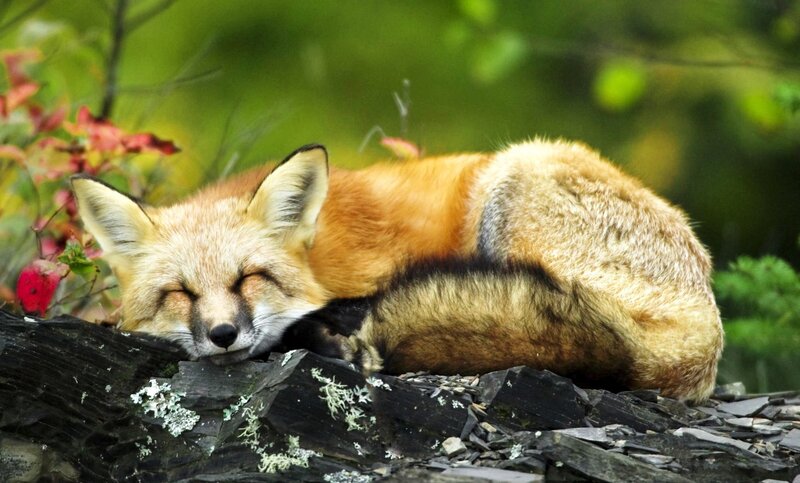 Sleeping Red Fox — Orange, Peaceful, Autumn, Photograph, Rock, Plant