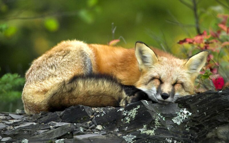 Sleeping Red Fox — Orange, Peaceful, Autumn, Photograph, Rock