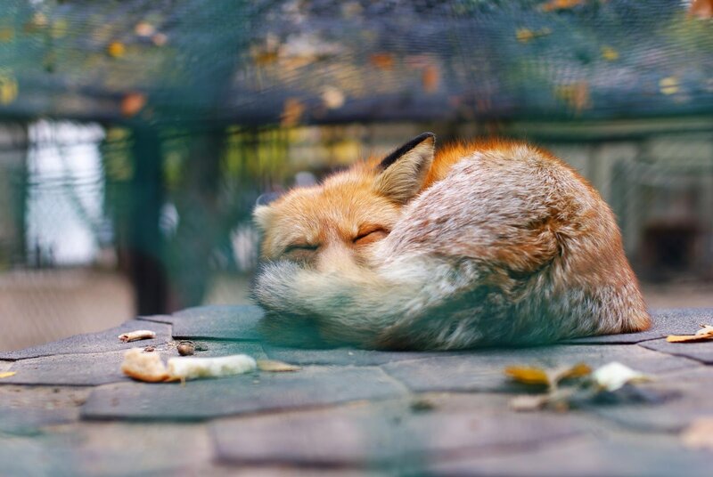 Sleeping Red Fox — Orange, Peaceful, Autumn, Photograph