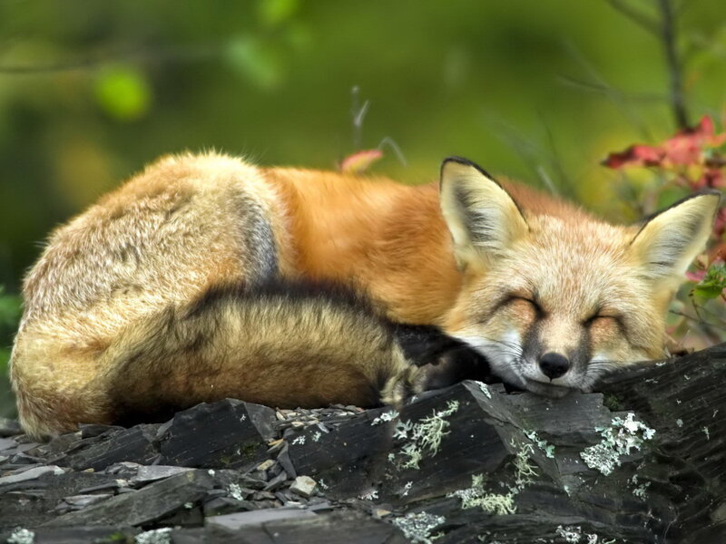 Sleeping Red Fox — Orange, Peaceful, Autumn