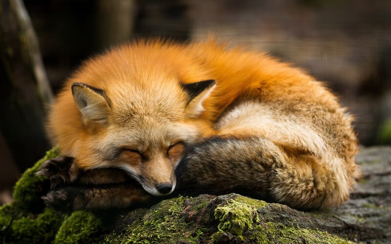 Sleeping Red Fox — Orange, Peaceful, Photograph