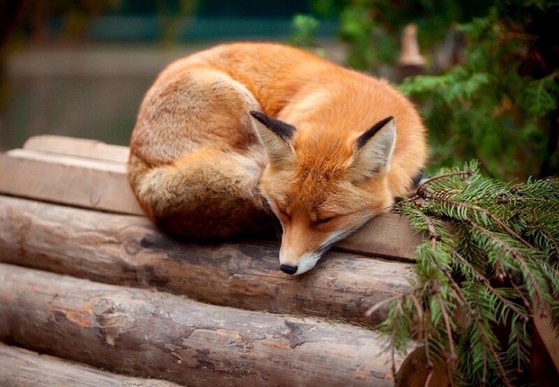 Sleeping Red Fox — Orange, Peaceful
