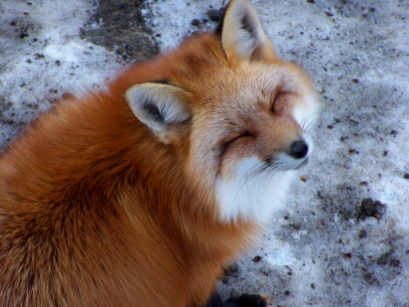 Sleeping Red Fox — Orange, Peaceful, Winter