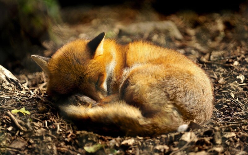 Sleeping Red Fox — Orange, Serene, Afternoon, Photograph, Forest Floor