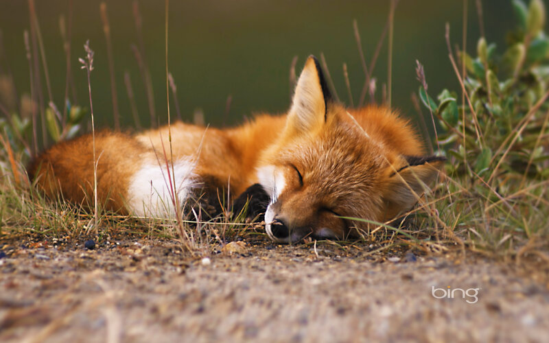 Sleeping Red Fox — Orange, Serene, Afternoon, Photograph