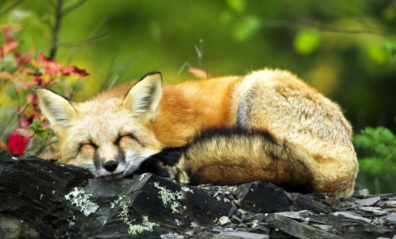 Sleeping Red Fox — Orange, Serene, Autumn, Photograph, Rock, Leaves, Lichen, Green