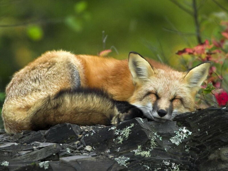 Sleeping Red Fox — Orange, Serene, Autumn, Photograph, Rocks