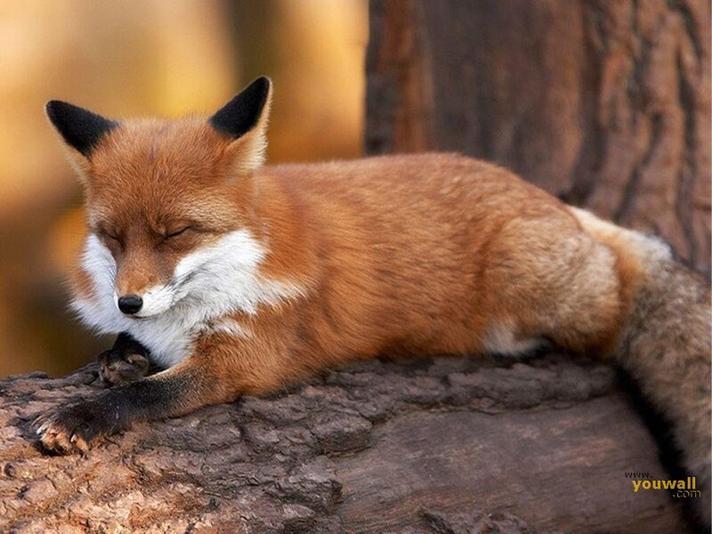 Sleeping Red Fox — Orange, Serene, Autumn, Photograph, Tree Trunk